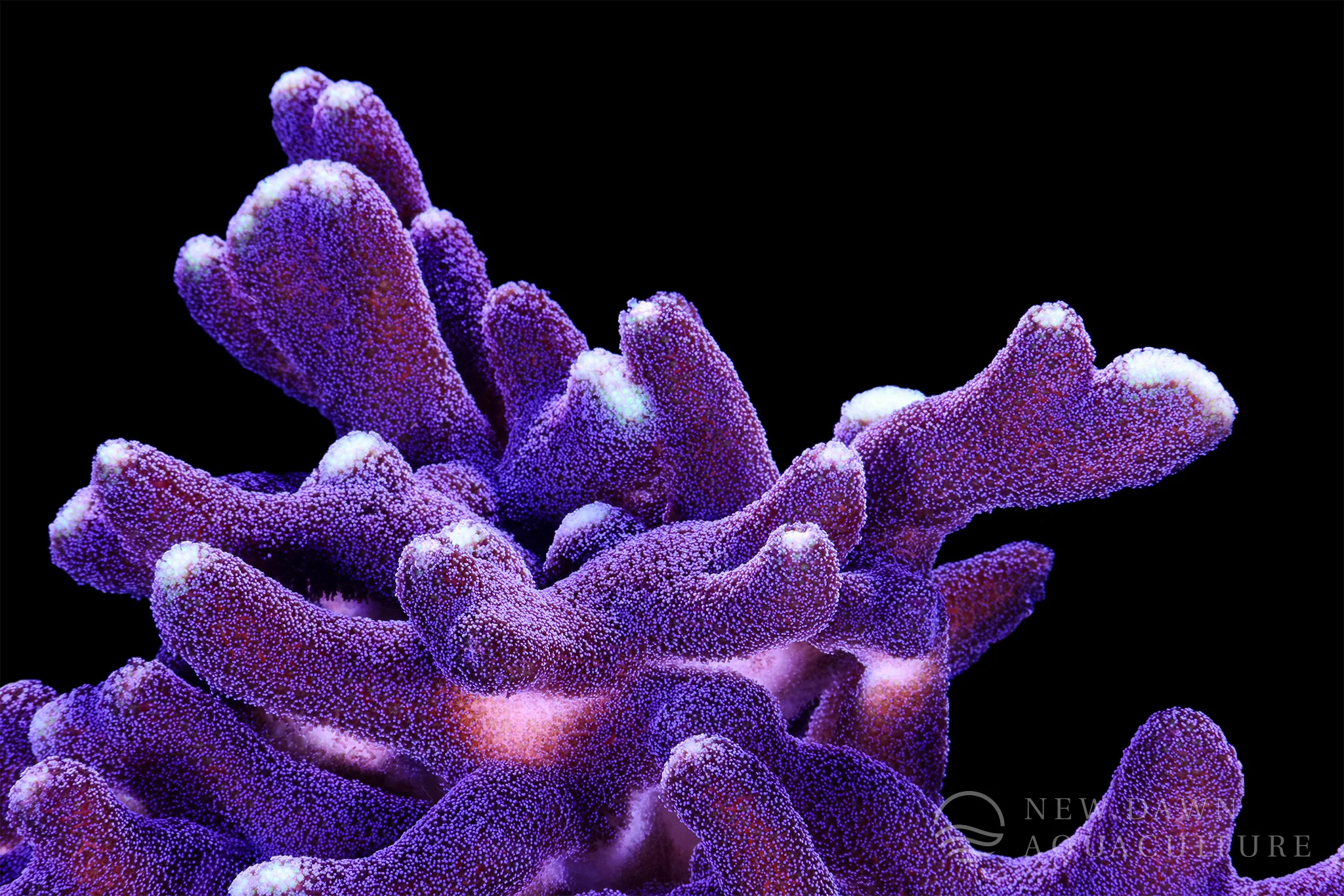 Revitalize Your Reef Sustainably